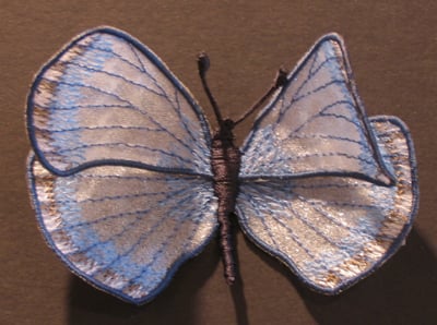 Blue butterfly with light blue and white wings outlined in dark blue, mounted against a brown background.