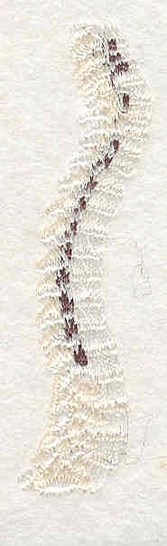 Embroidery Design: Spine 2 <br> 2.65" x 0.69"