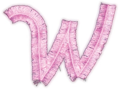 Embroidery Design: Script Fringe Letter W<br>6.28" x 4.61"