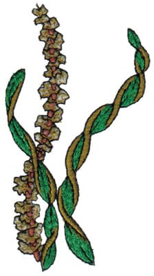 Embroidery Design: Trio of Seaweed<br>2.15" x 4.00"
