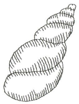 Embroidery Design: Sea Shell - Outline<br>2.17" x 3.01"