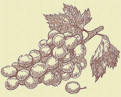 Embroidery Design: Winery grapes large<br> 7.69w X 10.06h | Embroidery Legacy Embroidery Design: Winery grapes large<br> 7.69w X 10.06h