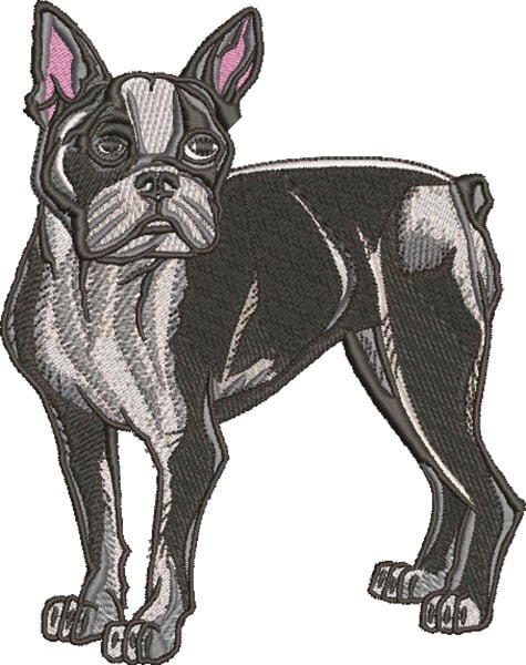 Embroidery Design: Boston Terrier Standing3 sizes
