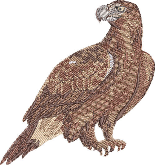 wedge-tailed eagle embroidery design
