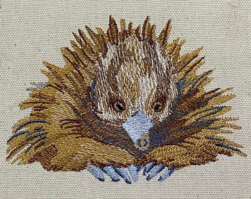 Outback echidna