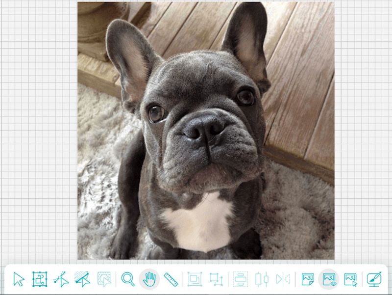 frenchie photo